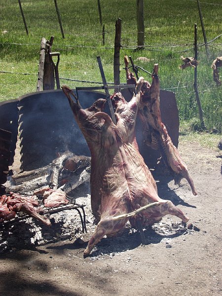 350_pampa.jpg
