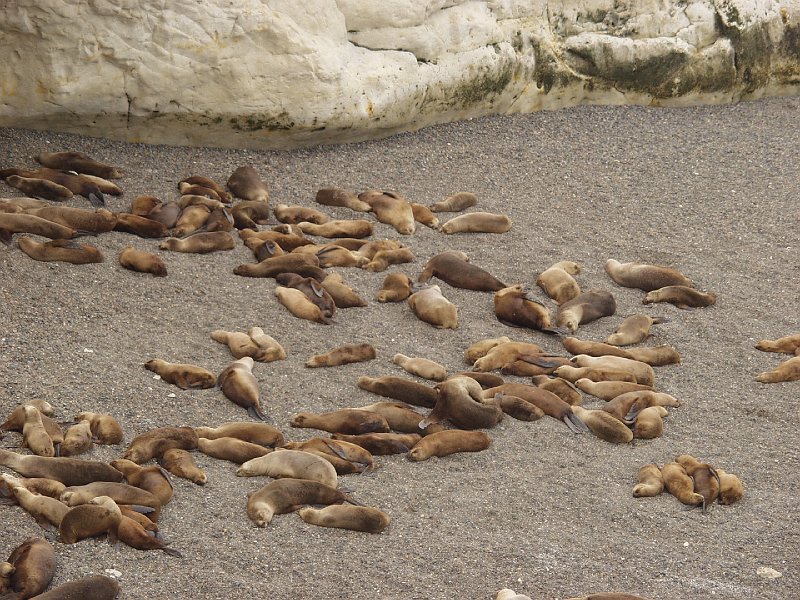 518_puerto_madryn.jpg