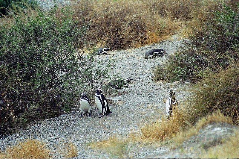 547_puerto_madryn.jpg