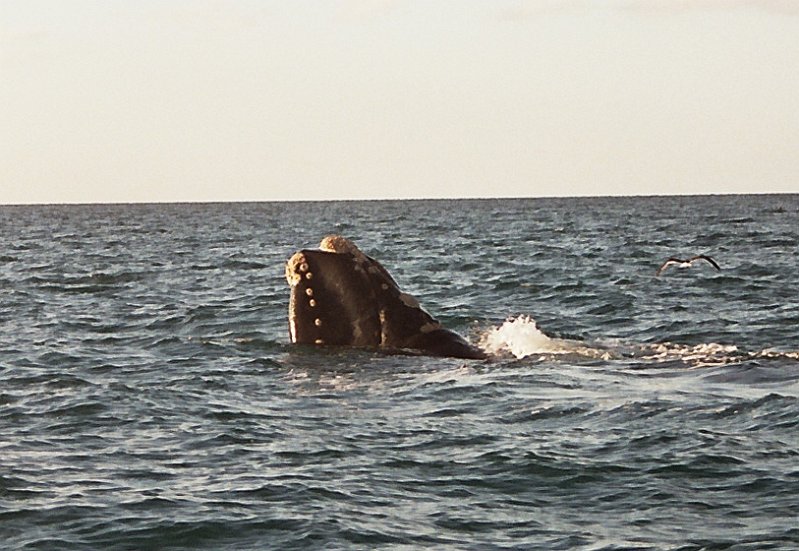571_puerto_madryn.jpg