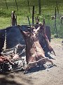 350_pampa