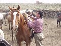 381_pampa
