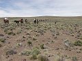384_pampa