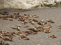 518_puerto_madryn