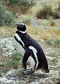 548_puerto_madryn