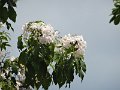 DSC07468
