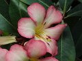 DSC07540