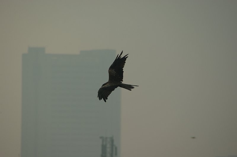 IMGP7534.JPG