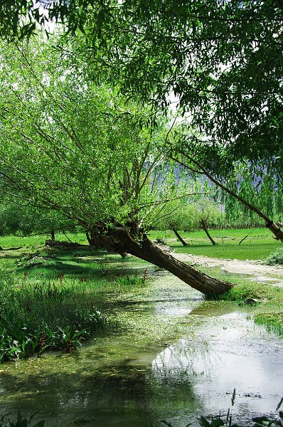 IMGP8137.JPG