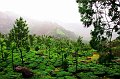 8. Munnar i okolice