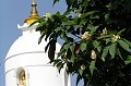 P5052433