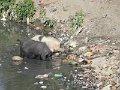 DSC03371