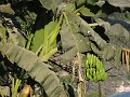 DSC08387